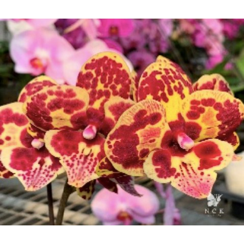 Орхидея Phal. 0618 big lip - купить, доставка Украина
